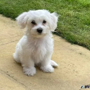 Maltese puppies are available in colors- BreednBreeder