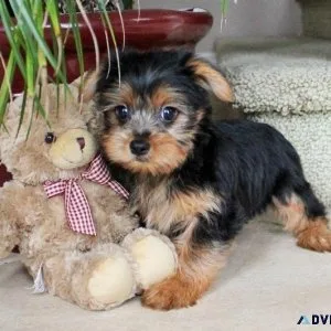 Cute Yorkshire Terrier pups