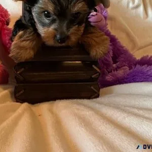 Friendly Yorkshire Terrier pups