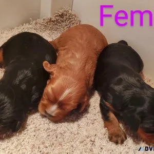 Cavalier King Charles Spaniel