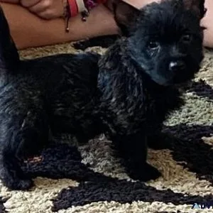 AKC Cairn Terrier puppies available now.