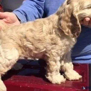 Gorgeous Cocker Spaniel Puppies Ready-to-go