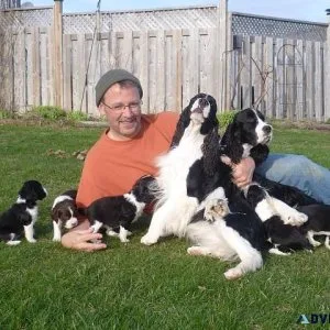 Well Socialized English Springer Spaniel Puppies ready