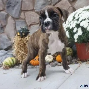 Amazing Litter of Boxer puppies Available Now