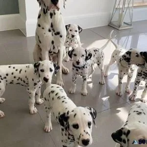 New Litter of Dalmatian puppies Available