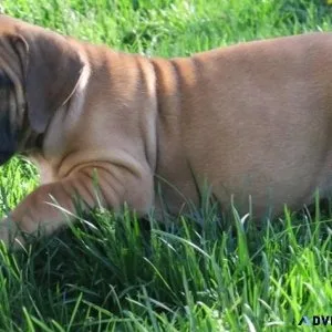 Home raised South African Boerboel puppies