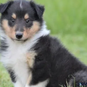 Amazing Collie puppies for lovely homes