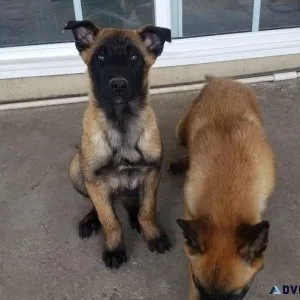 Well Trained Belgian Malinois Puppies  ready to go