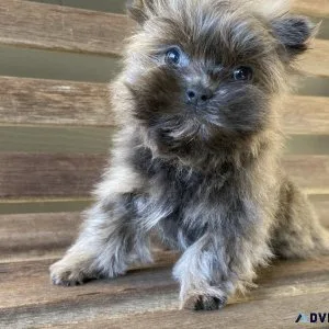 Tiny Shih Tzu female puppy - Denalia  R A R E
