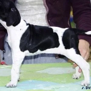 Adorable English Pointer puppies available Now