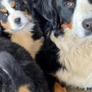 Home raised Bernese Mountain (Dog) Puppies  Available