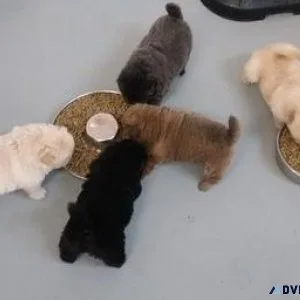 AKC Chow Chow Puppies Ready-to-go