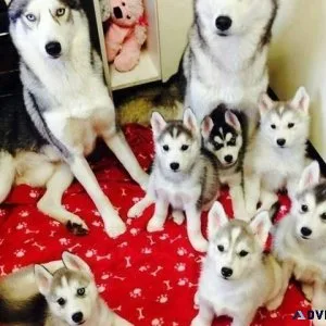 Home raised Siberian Husky puppies for sale