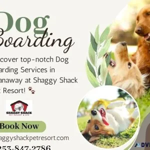 Dog Boarding Services in Spanaway
