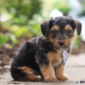 AKC male and female Yorkie Poo puppies