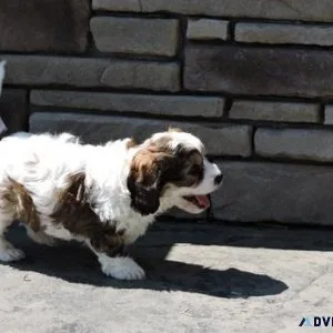 CKC Cavachon Puppies ready for new homes.