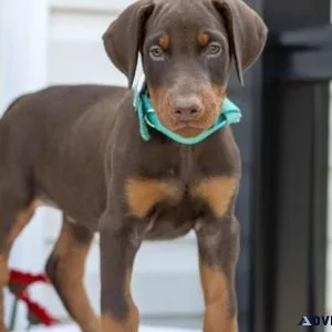 Beautiful Doberman Pinscher puppies Available