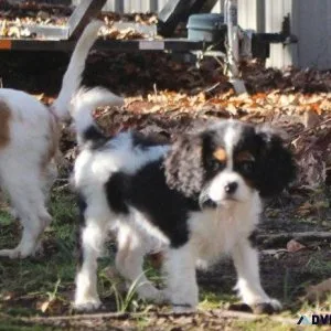 AKC Cavalier King Charles Spaniel Puppies ready