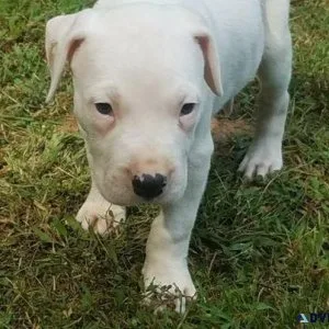 Well Socialized Dogo Argentino Puppies
