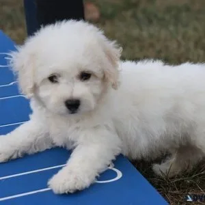 AKC Bichon Frise Puppies searching for forever homes now.