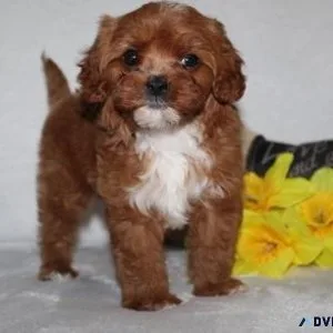 Beautiful male and female Cavapoo Puppies