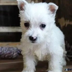 AKC male and female Westie puppies ready