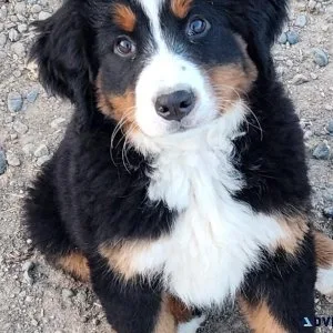AKC Bernese Mountain Dogs