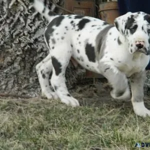 Home raised Harleqiun Great Dane Puppies