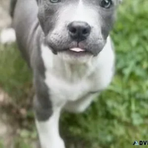 Home raised American Pit Bull Terrier puppies