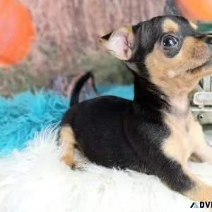 Most Adorable Chihuahua Puppies Ready