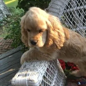 Beautiful Cocker Spaniel puppies for lovely homes.