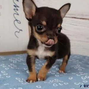 Super Cute Chihuahua Puppies ready for forever homes