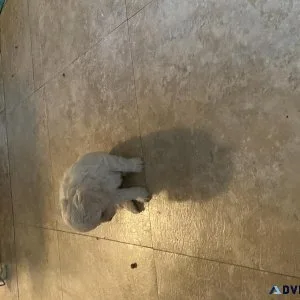 Peekapoo puppies