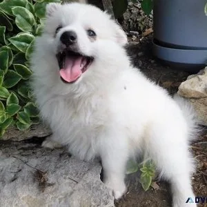 Healthy American Eskimo puppies