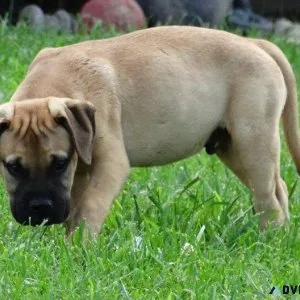 Gorgeous Bullmastiff Puppies