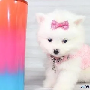 Healthy Teacup Pomeranian puppies for sale