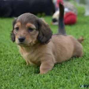 AKC Dachshund Puppies for sale