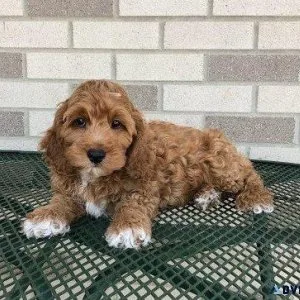 Beautiful Cockapoo puppies available now