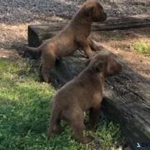 Gorgeous Chesapeake Bay Retriever Puppies ready