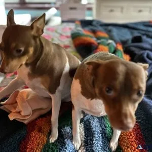 Seeking back up dog sitter