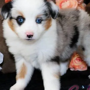 Adorable Australian Shepherd puppies