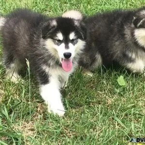 AKC reg. Alaskan Malamute Puppies for sale