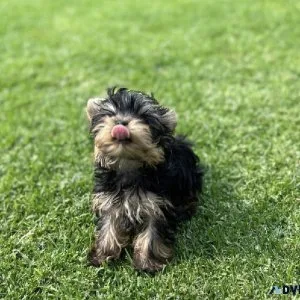 Yorkie puppies for rehoming