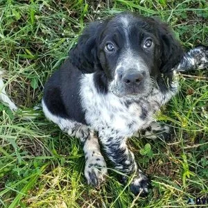 CKC English Setter Puppies For sale.