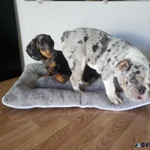 English bulldog