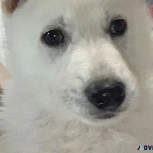 White German Shepherd