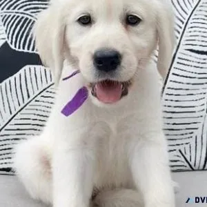 Beautiful English Golden Retriever puppies.