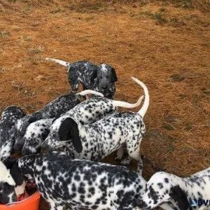 New Litter Dalmatian Puppies available