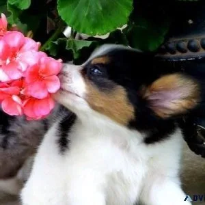 Beautiful Papillon Puppies with AKC