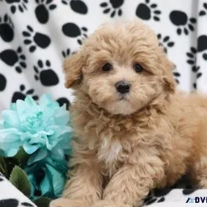 Sweet Maltipoo Puppies for sale